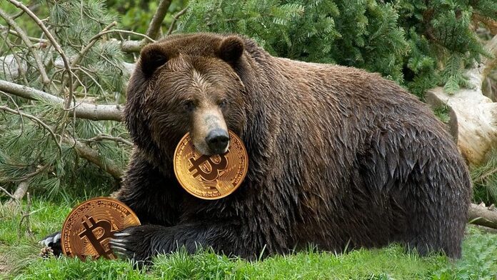 bear